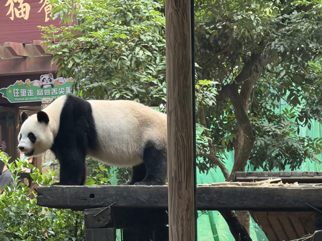 广州长隆-长隆动物园-旅图